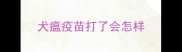 犬瘟疫苗打了会怎样