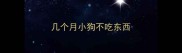 几个月小狗不吃东西
