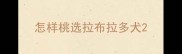 怎样桃选拉布拉多犬