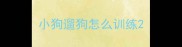 小狗遛狗怎么训练