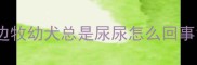 边牧幼犬总是尿尿怎么回事