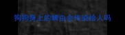 狗狗身上的蜱虫会传染给人吗
