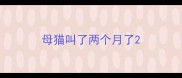 母猫叫了两个月了