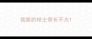 我家的哈士奇长不大