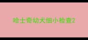 哈士奇幼犬细小检查