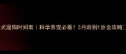 幼犬遛狗时间表科学养宠必看3月龄到1岁全攻略