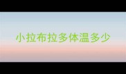 小拉布拉多体温多少