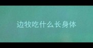 边牧吃什么长身体