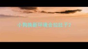 小狗换新环境会拉肚子