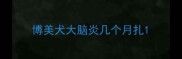 博美犬大脑炎几个月扎
