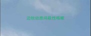 边牧幼崽间歇性咳嗽