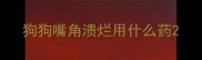 狗狗嘴角溃烂用什么药