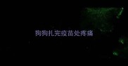 狗狗扎完疫苗处疼痛