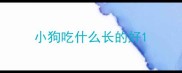 小狗吃什么长的好