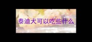 泰迪犬可以吃些什么
