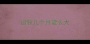 边牧几个月能长大