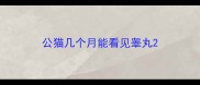 公猫几个月能看见睾丸