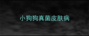 小狗狗真菌皮肤病