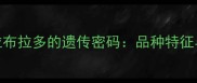 纯种白色拉布拉多的遗传密码品种特征与饲养指南