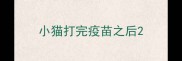 小猫打完疫苗之后