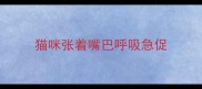 猫咪张着嘴巴呼吸急促
