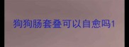 狗狗肠套叠可以自愈吗