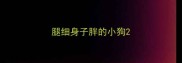 腿细身子胖的小狗