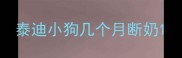 泰迪小狗几个月断奶