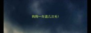 狗狗一年退几次毛