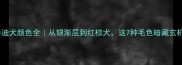 泰迪犬颜色全从银渐层到红棕犬这7种毛色暗藏玄机