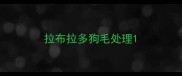 拉布拉多狗毛处理