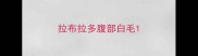 拉布拉多腹部白毛