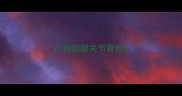 小狗后腿关节骨折