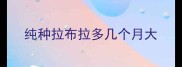 纯种拉布拉多几个月大
