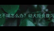 金毛幼犬不吃不喝怎么办幼犬拒食腹泻呕吐全攻略