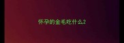 怀孕的金毛吃什么