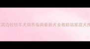 哈尔滨边牧牧羊犬领养指南最新犬舍救助站家庭犬推荐