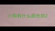 小狗有什么颜色的