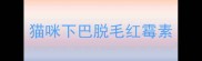 猫咪下巴脱毛红霉素