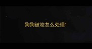 狗狗被咬怎么处理