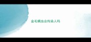 金毛螨虫会传染人吗