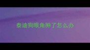 泰迪狗眼角肿了怎么办