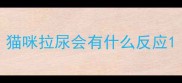 猫咪拉尿会有什么反应