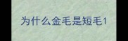 为什么金毛是短毛