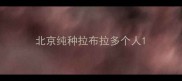 北京纯种拉布拉多个人