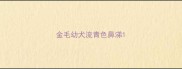 金毛幼犬流青色鼻涕