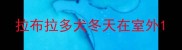 拉布拉多犬冬天在室外