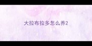 大拉布拉多怎么养