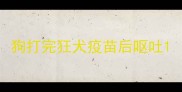 狗打完狂犬疫苗后呕吐
