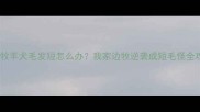 边境牧羊犬毛发短怎么办我家边牧逆袭成短毛怪全攻略